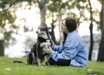 Pet registration, microchipping and sterilisation